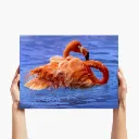 medium-landscape-flamingo.webp
