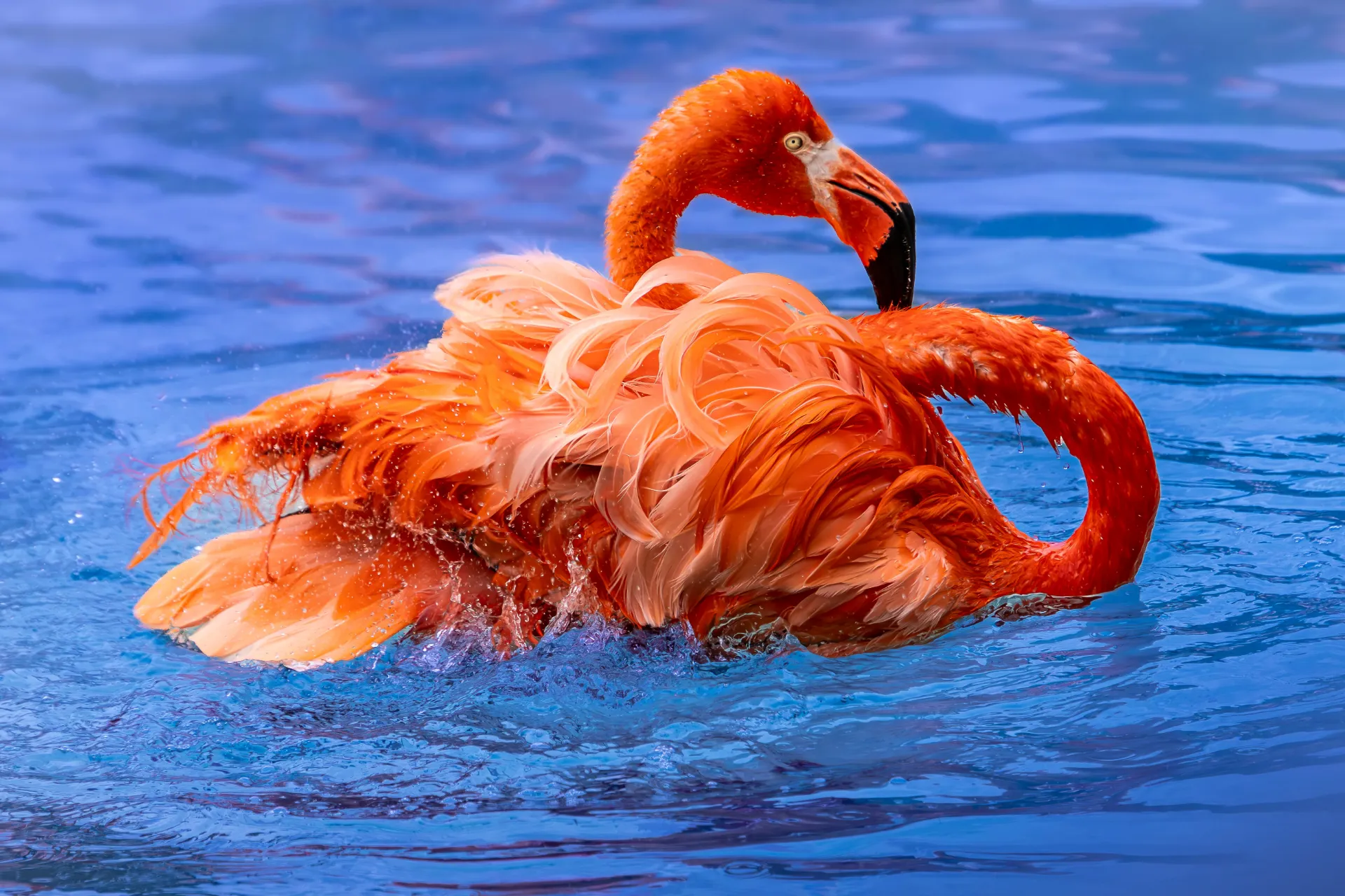 Flamenco Flotante