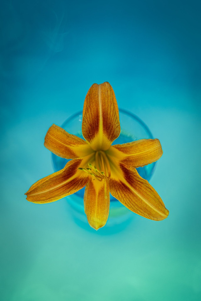 Helen's Lily