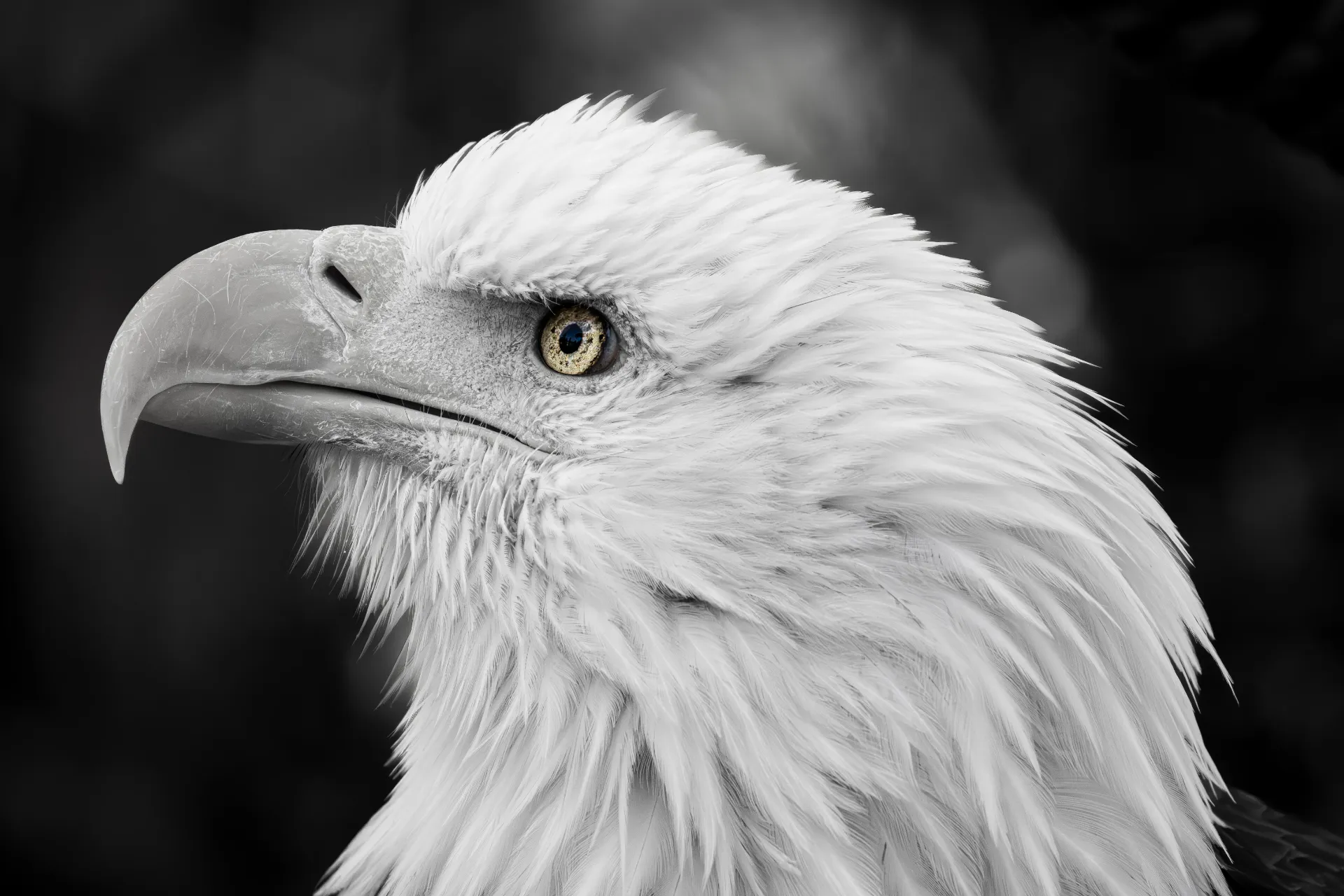 American Dream (8 X 10 (Print))